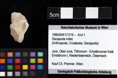 Foto (Objket + Etiketten) von Decapoda indet. 